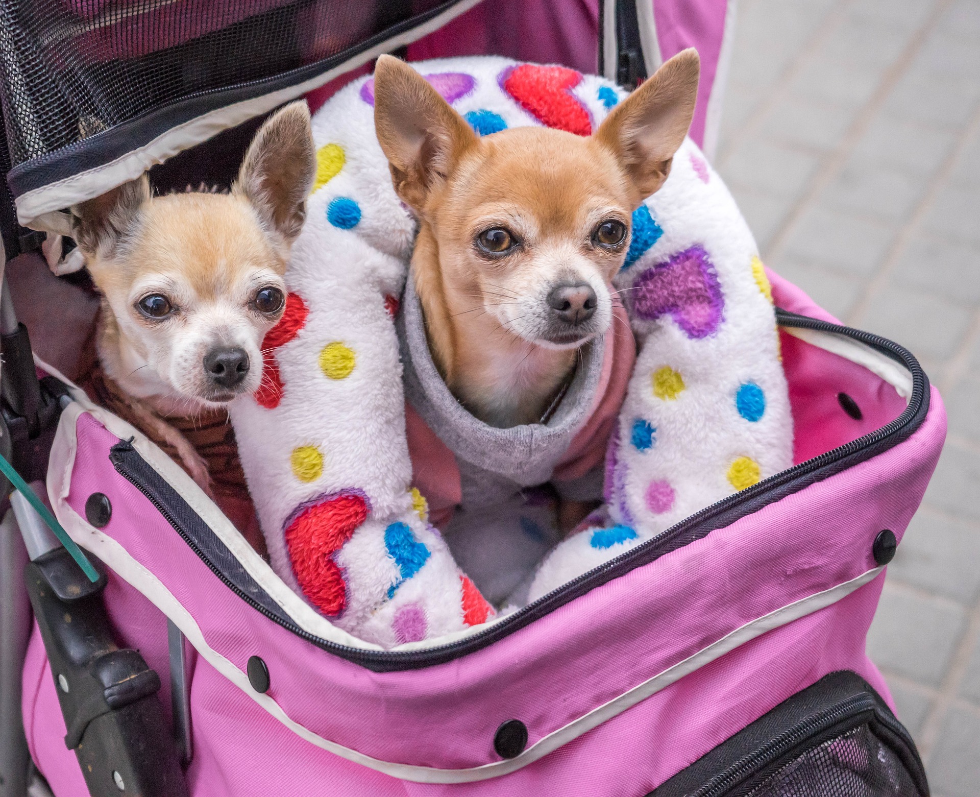 Bilden visar två hundar i en cykelkorg. Hunddagis pris kan du enkelt få genom att ansöka om hunddagis online i Stockholm.
